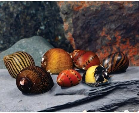 Swimming Creatures™ Assorted Nerite Snails (6 Pack) Freshwater Aquarium Snails Live