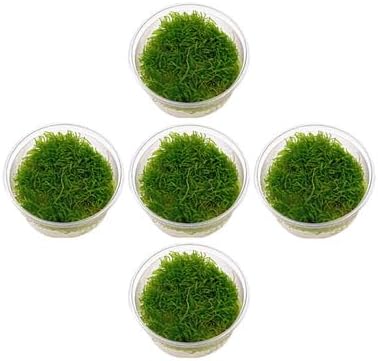 5 Java Moss Portions Taxiphyllum Barbieri Live Aquarium Plant, Easy Freshwater Moss for Shrimp Tanks