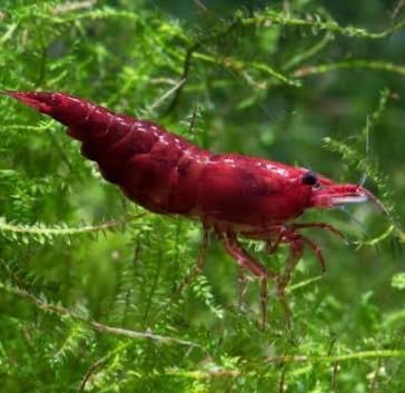 10 Red Cherry Bloody Mary Shrimp Neocaridina Davidi, Freshwater Aquarium Invertebrate, Live Aquatic Pet