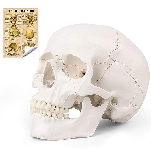 RONTEN Human Skull Anatomical Model with Line, Life Size Skull Medical Model, Head Skull Model with Removable Skull Cap & Detached Mandible and Skull Cap - 3 Parts