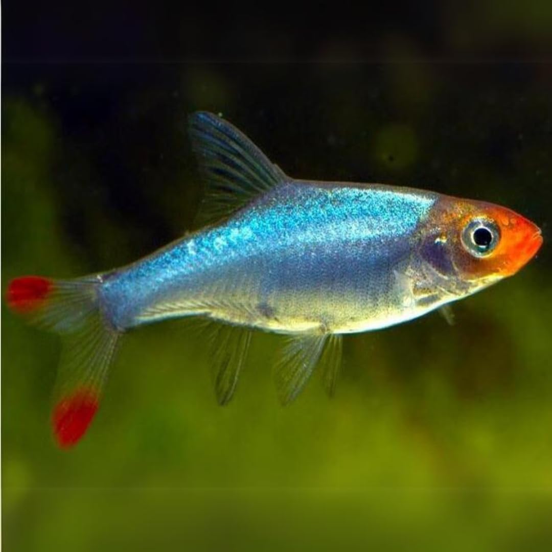Asia Rummynose Rasbora (Pack of 6) - Live Freshwater Fish for Aquarium | Red-Nosed Schooling Group | Nano Community Species School