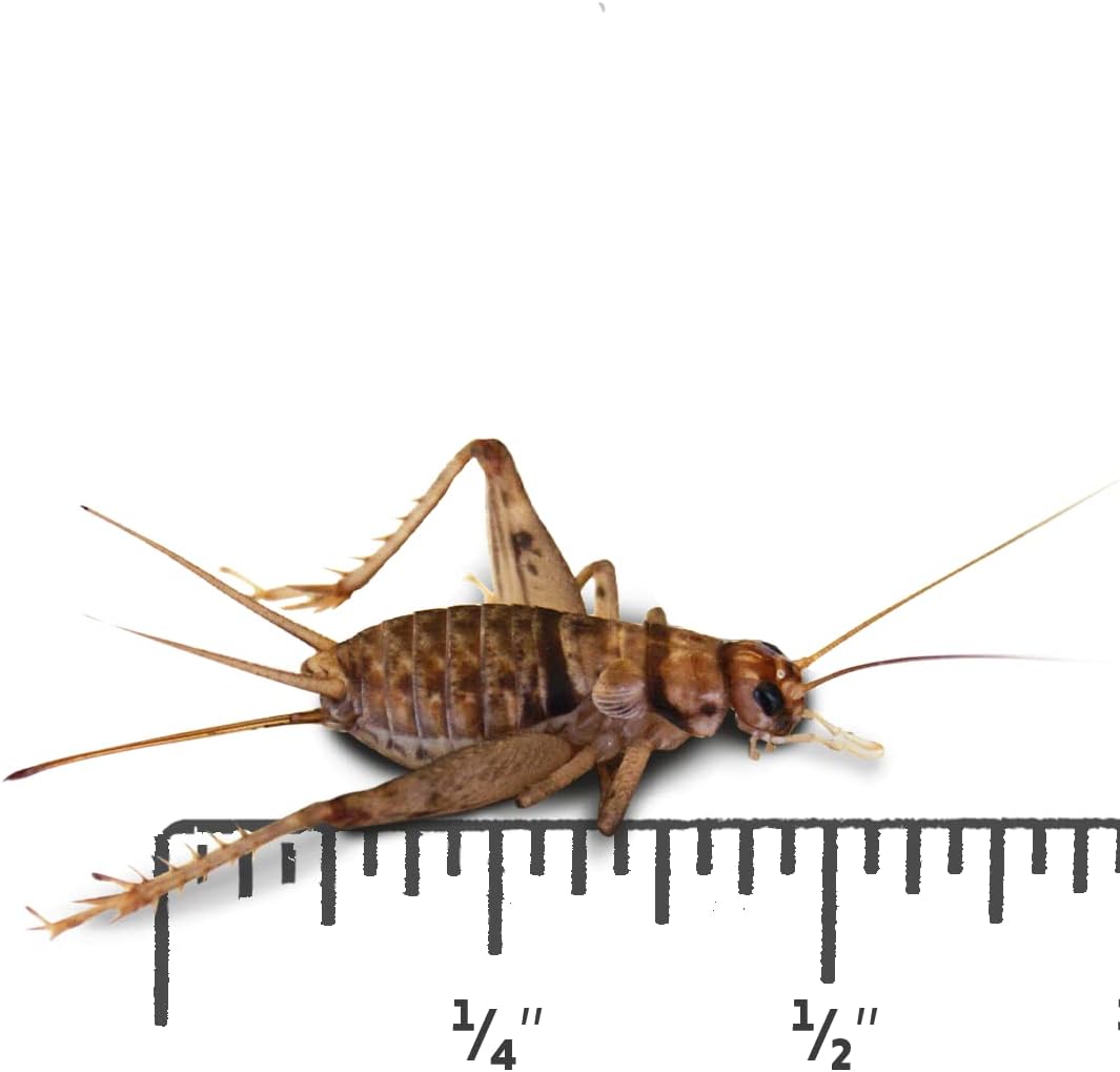 Josh's Frogs 1/2" Banded Crickets (1000 Count)