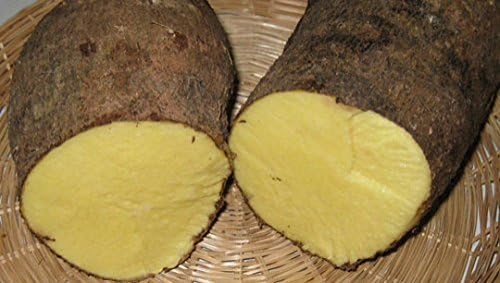 Jamaican Yellow Yam (1 Tuber)