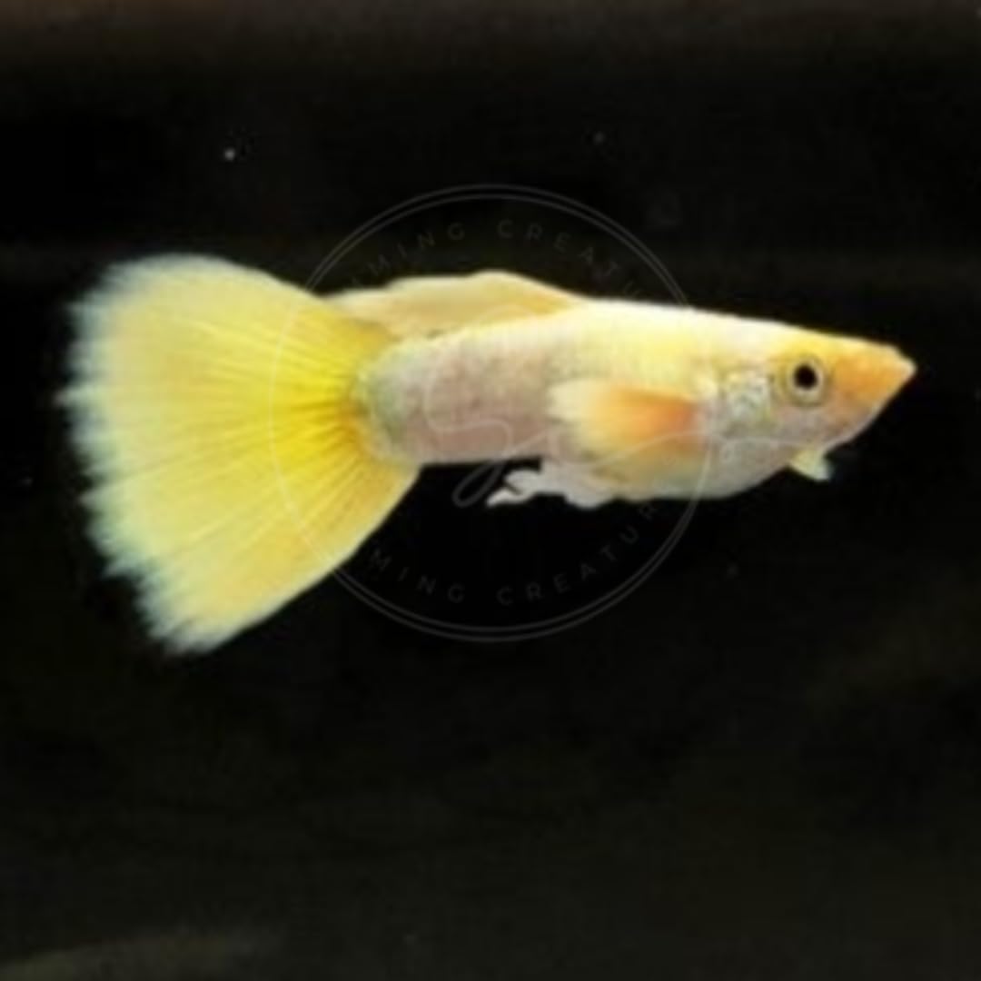 Swimming Creatures™ Tropical Live Guppy/Platy Livebearers Freshwater Aquarium Fish (5 Male 24K Gold Guppy)