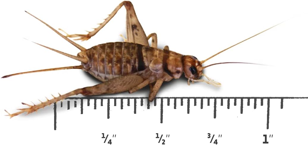 Josh's Frogs 1/2" Banded Crickets (250 Count)