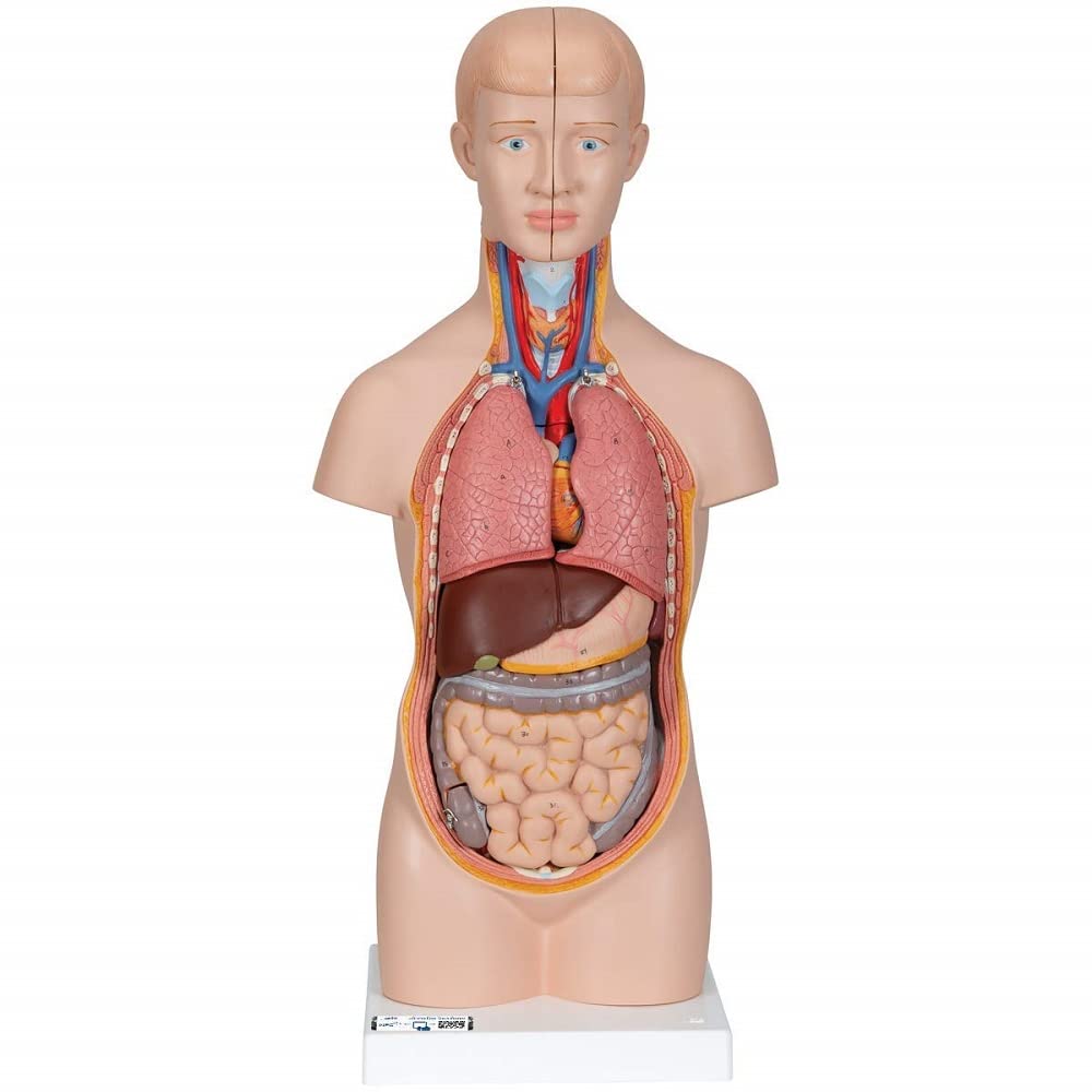 3B Scientific B22 Mini-Torso, 12 Part + free Anatomy App - 3B Smart Anatomy