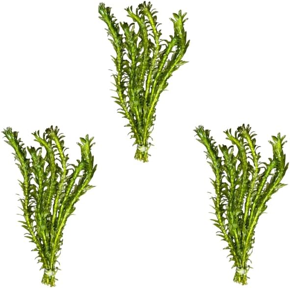 3 X Anacharis Elodea Densa + 1 Bonus Plant (Tropical Live Aquarium Plants) 2-Day Arrival