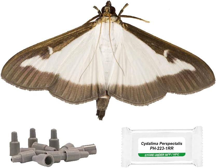 IPM Direct Box Tree Moth Refill Pheromone Lure - Pack of 4