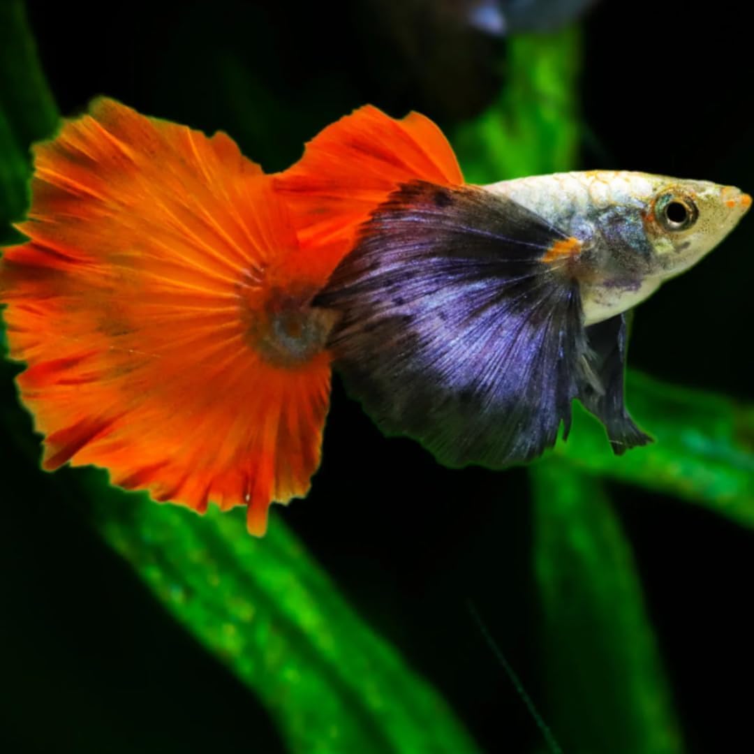 Swimming Creatures™ 4 Male Platinum Dumbo Ear Guppy – Live Freshwater Aquarium Fish