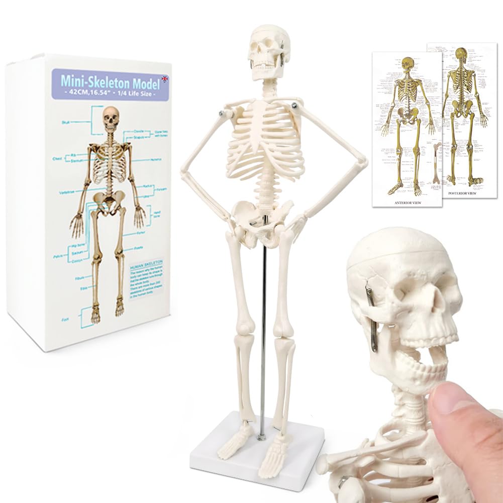 Human Anatomy Full Body Skeleton Model, 17.7 Inches/45cm for Adult