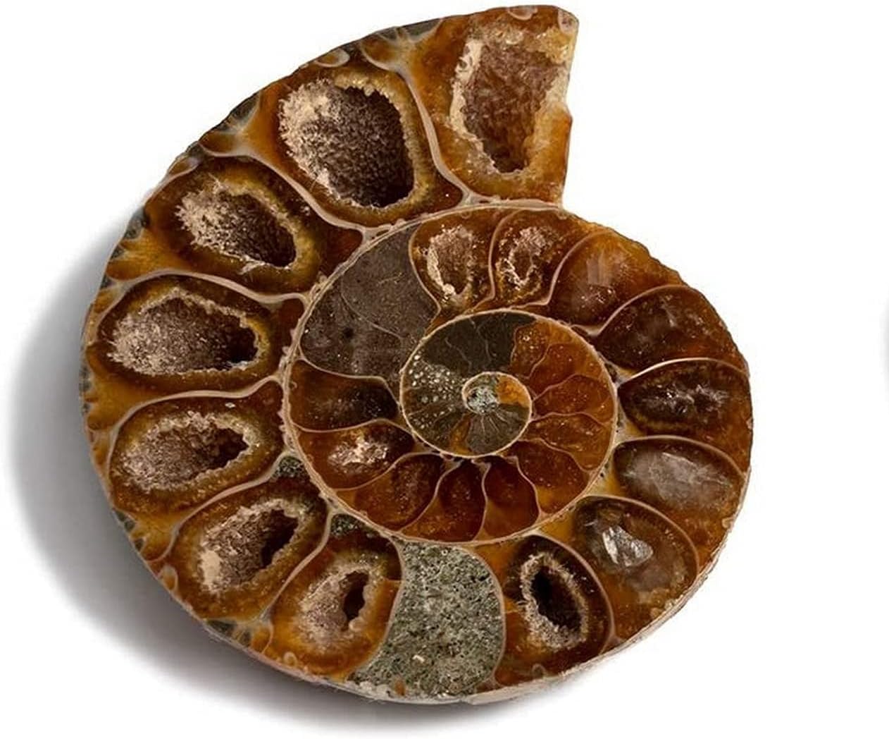 Serafino Genuine Fossil Madagascan Ammonite 150 Million Years Old! Jurassic Real Fossil Shell Madagascar Fossil Great Gift For Science Education Collection