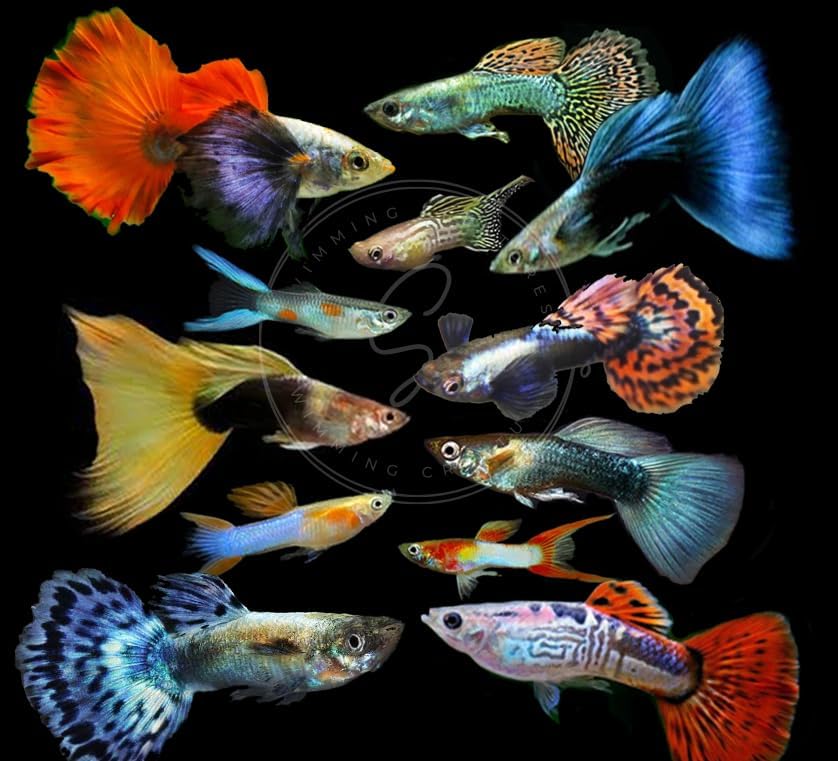 Swimming Creatures™ 6 Assorted Premium Male Fancy Guppy Live Tropical Freshwater Aquarium Fish