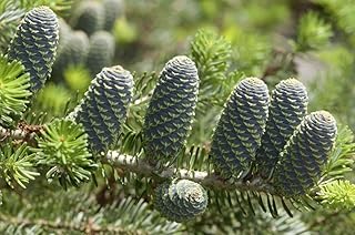 Cones and branches of a blue cone Korean fir Abies koreana.; Framingham Massachusetts. Poster Print by Darlyne Murawski (17 x 11)