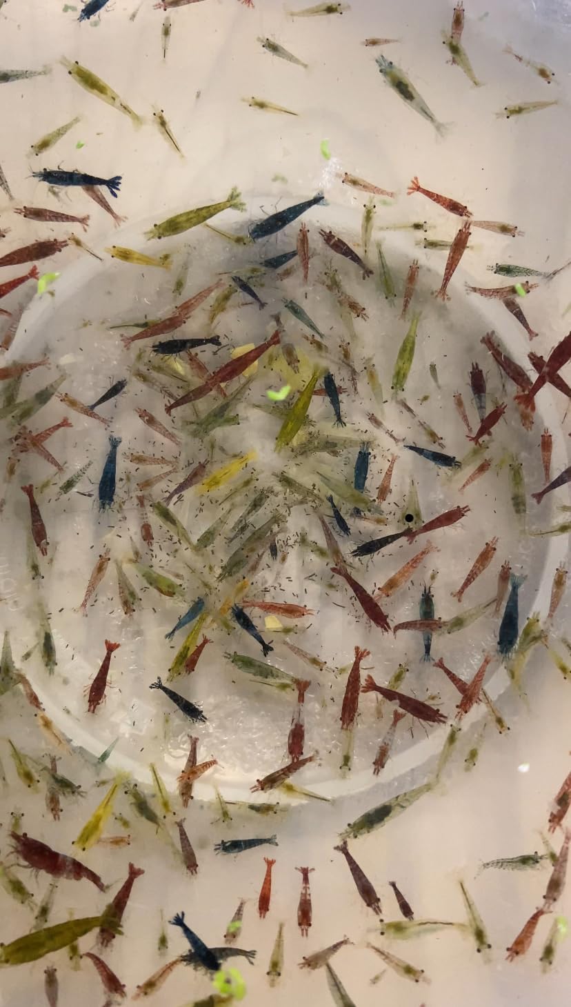 10 x Skittle Shrimp Shade of Cherry Red, Blue Velvet/Dream & Yellow Fire Live Shrimp Neocaridina Freshwater Aquarium