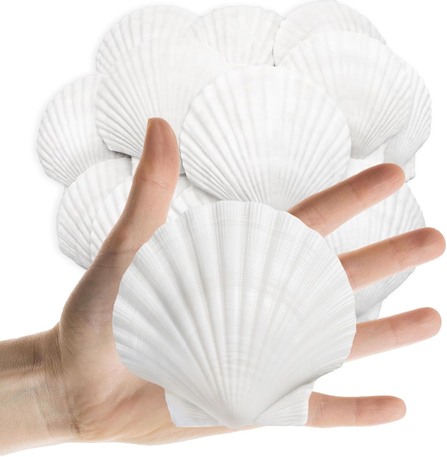 Lanwexy 25PCS Sea Shells Scallop Shells Natural White Sea Shells for DIY Craft Crafting,Painting,Baking,Home Decor and Beaching Wedding Decoration (6-8CM) Seashells Bulk