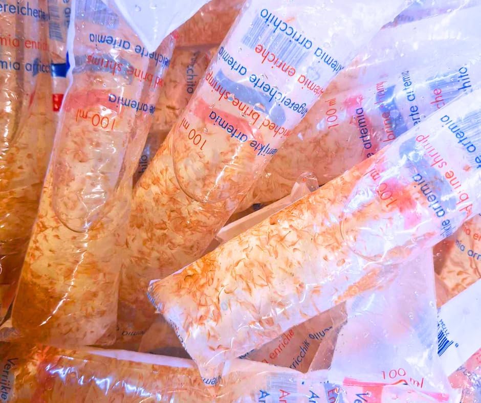 Live Fresh Red Brine Shrimp Pack of 3,100ml Live Fish Food, Tropical Fish Treat (Dispatched on Fridays, Next Day)