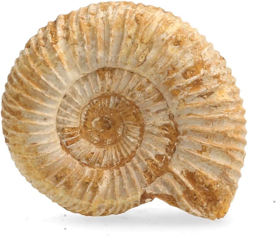 Serafino Genuine Fossil Madagascan Ammonite 150 Million Years Old! Jurassic Real Fossil 1.25"-1.75" Shell Madagascar Fossil Great Gift