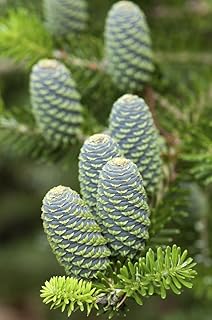 Branches and cones of a blue cone Korean fir Abies koreana.; Framingham Massachusetts. Poster Print by Darlyne Murawski (11 x 17)