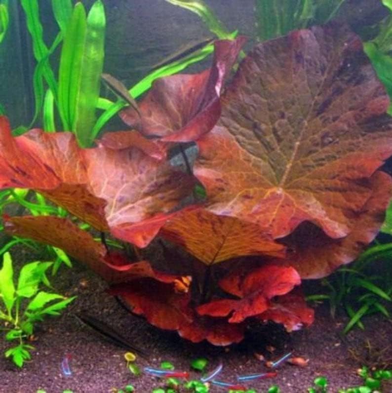 3X Tiger Lotus Lily Nymphaea Lotus - Live Aquarium Plants - Freshwater Aquatic Plant