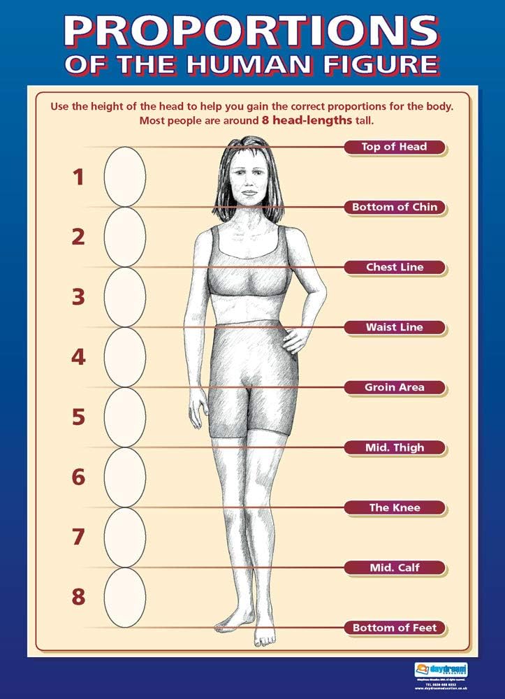 Daydream Education Proportions of the Human Figure Art Classroom Poster - EXTRA LARGE 33” x 23.5” - Laminated - Art Middle & High School Class Decoration - Wall Charts