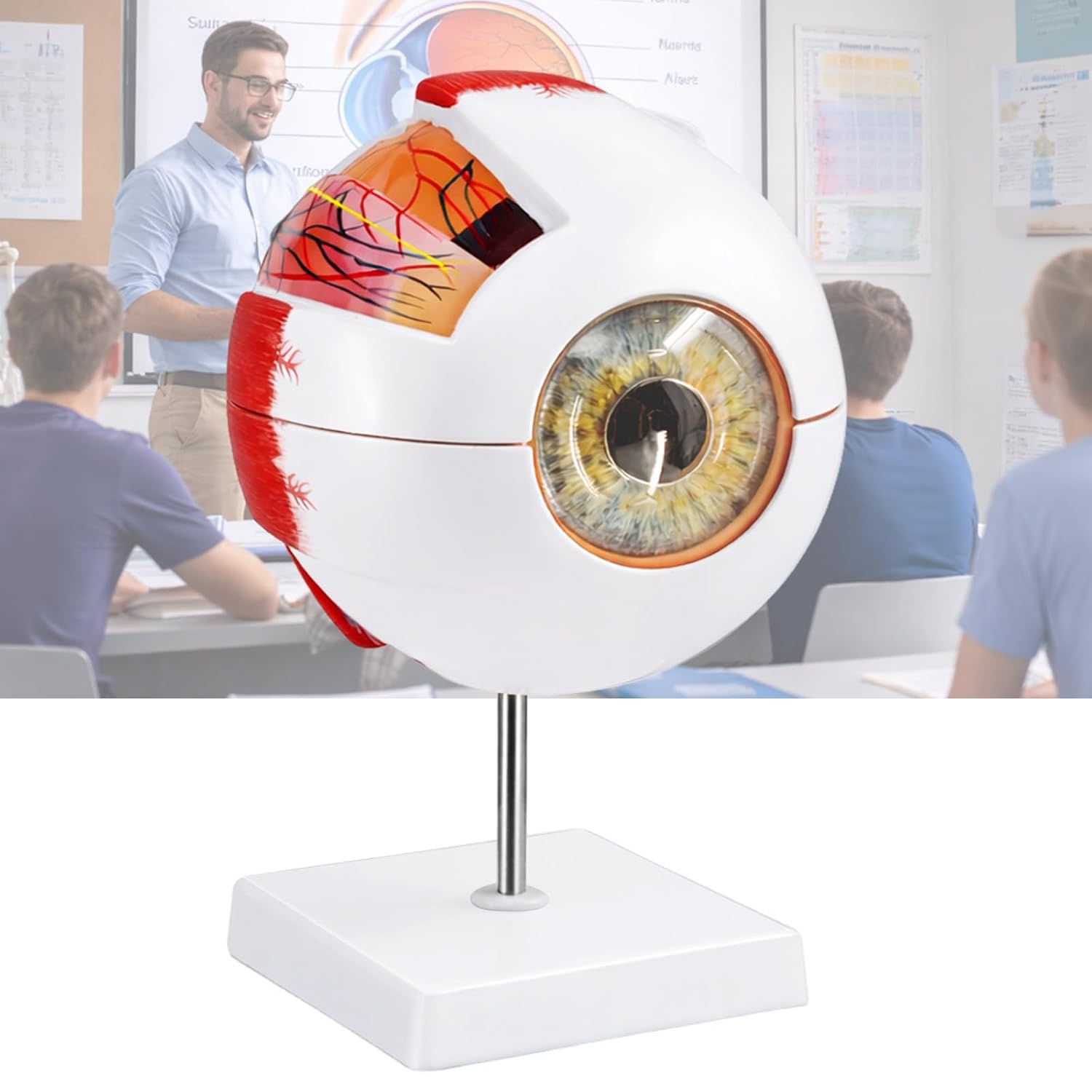 Eye Anatomy Model, 6X Enlarged Eyeball Model, Human Eye Anatomical Model