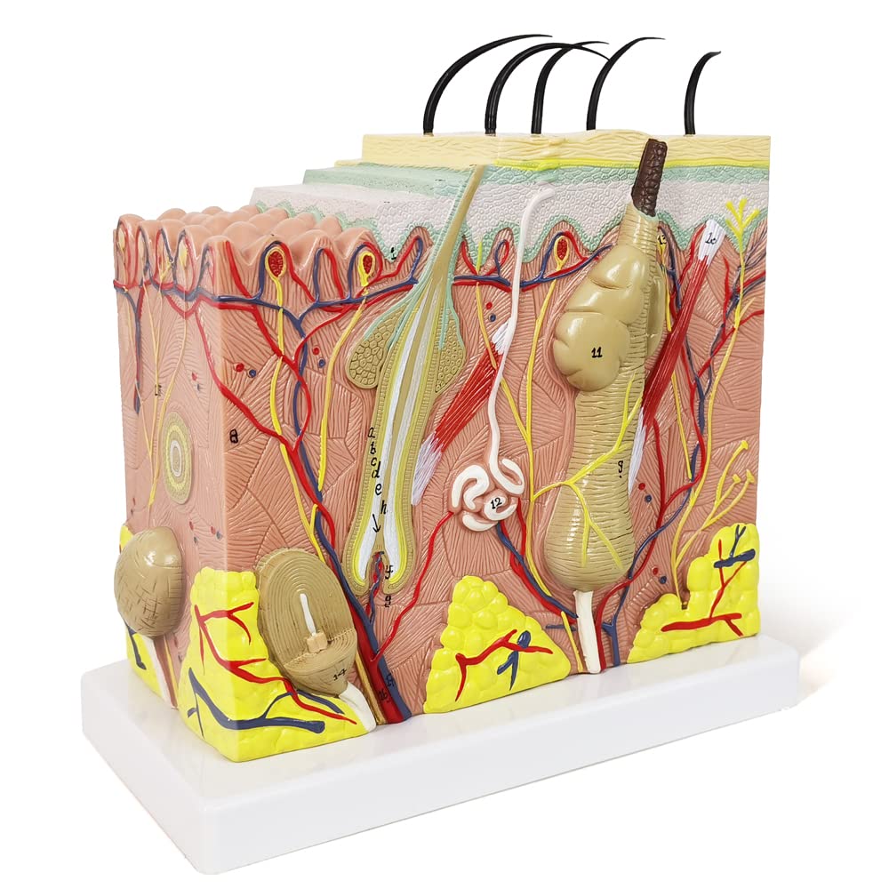 Skin Model, 50X Enlarged Anatomical Skin Layer Structure Model with Hair for Science Classroom Learning Teaching Display Medical Skin Marking