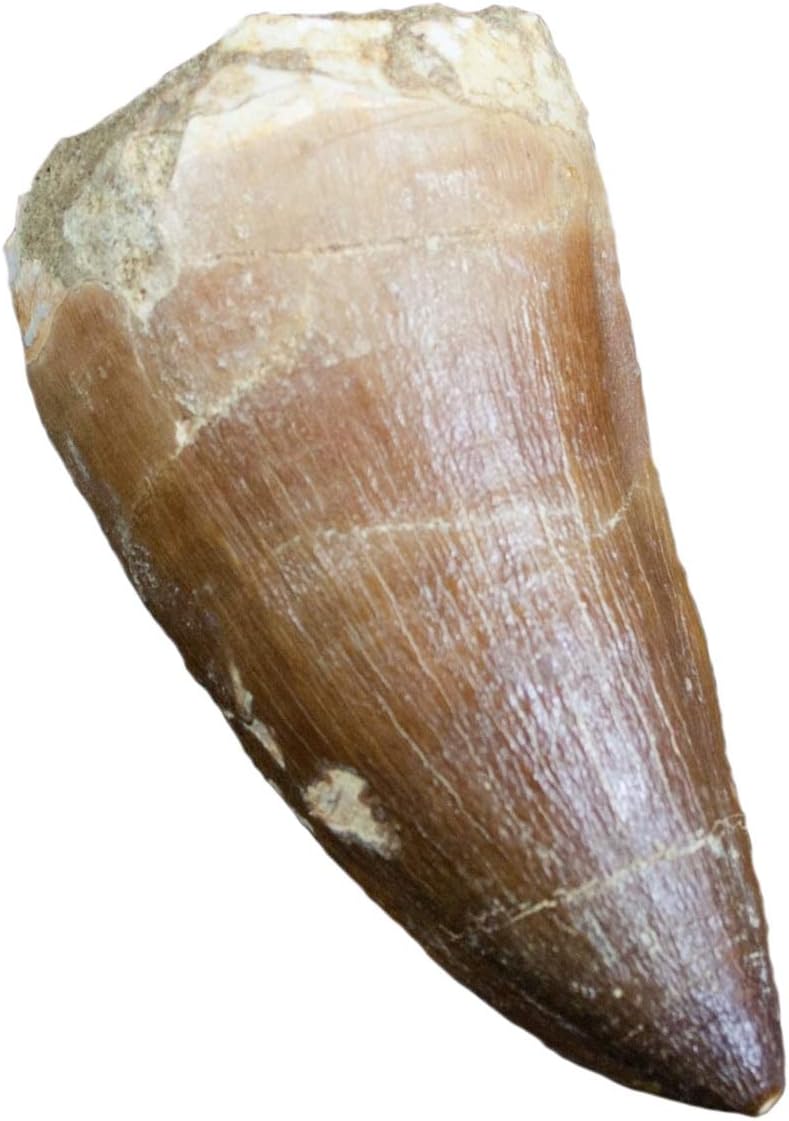 Real FOSSIL MOSASAUR TOOTH - Excellent Fossil - Creataceous Period (65 Million Years+) - FOSSIL DINOSAUR TOOTH - Great Gift Idea