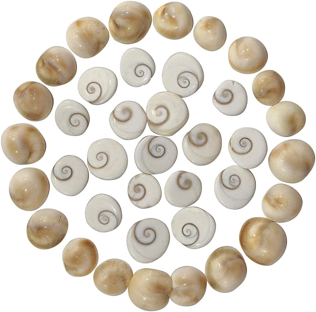 Suninow Natural Gomati/Gomti Chakra Original for Puja (White) by AmazPrime (Pack of 21)
