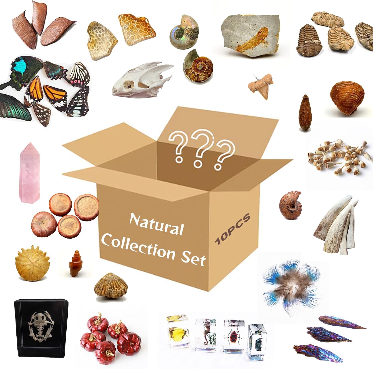 10Pcs Mystery Natural Oddities Collection Box - Real Fossils, Crystals & Taxidermy in Glass Vials | Dark Academia Decor for Adults & Kids | Witchy Curio Cabinet Decor | Unique Gifts for Science Lovers