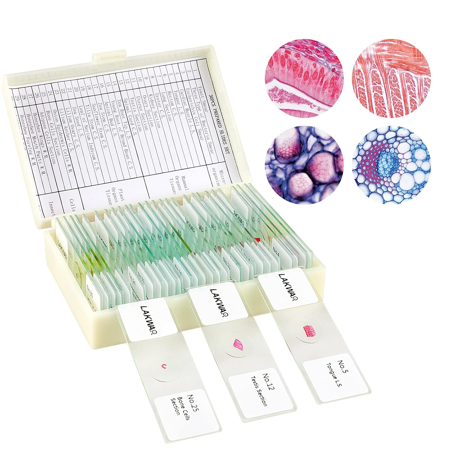 LAKWAR 30 Microscope Slides with Specimens for Kids, Prepared Microscope Slides for Kids Microbiology, Glass Slides for Microscope, Biology Gifts for Adults Kids