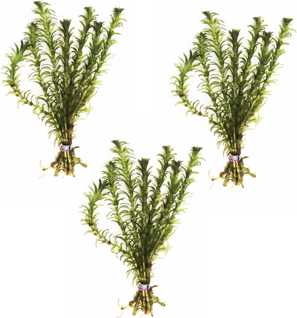 3X Anacharis Elodea Densa Easy Live Aquarium Plants for Aquatic Freshwater Fish Tank