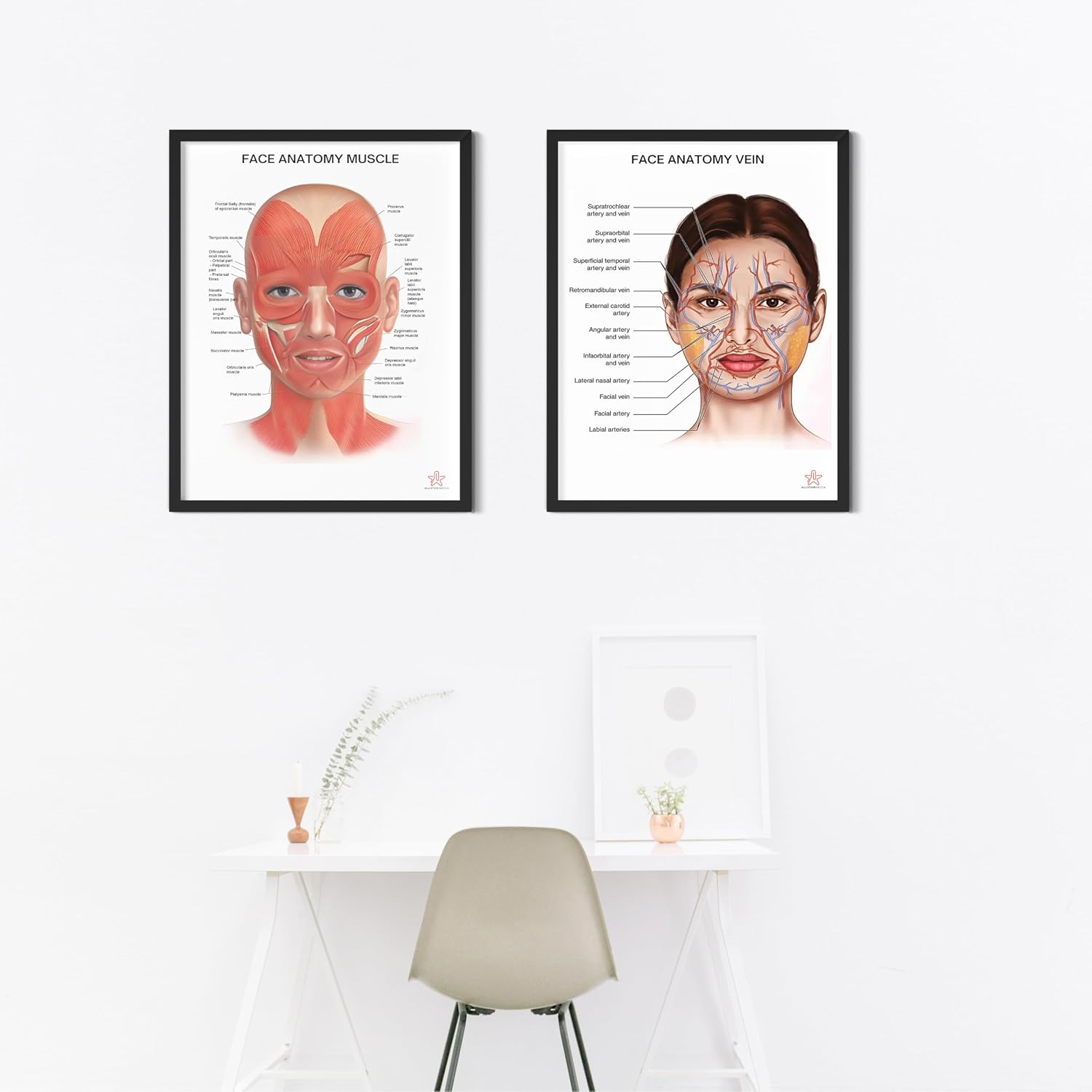 Human Face Anatomy Muscle & Vein Poster | A3 Unframed Educational Medical Chart | Wall Art for Hospitals, Clinics, Salons | Science & Medical Professionals