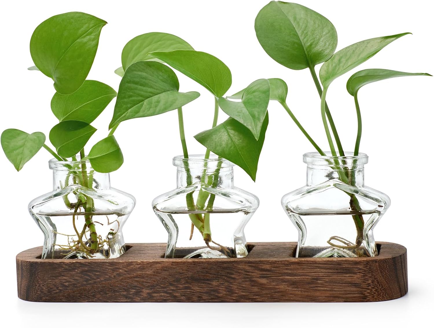 XXXFLOWER Plant Propagation Stations Terrarium Plant Gifts For Women Plant Cutting Holder Star Glass Flower Vase for Centerpieces Gardening Gift for Mum Anniversaries Birthdays Home Wedding Decor