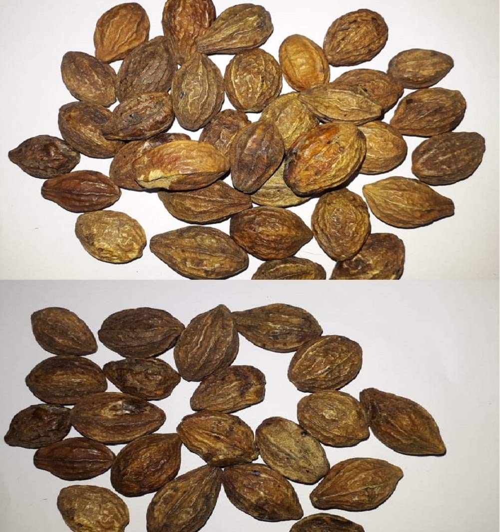 Succulent & Cactus Nursery Herbal haritaki/Kadukkai/harde whole/terminalia chebula/Karakkaya/Yellow myrobalan (50gms)