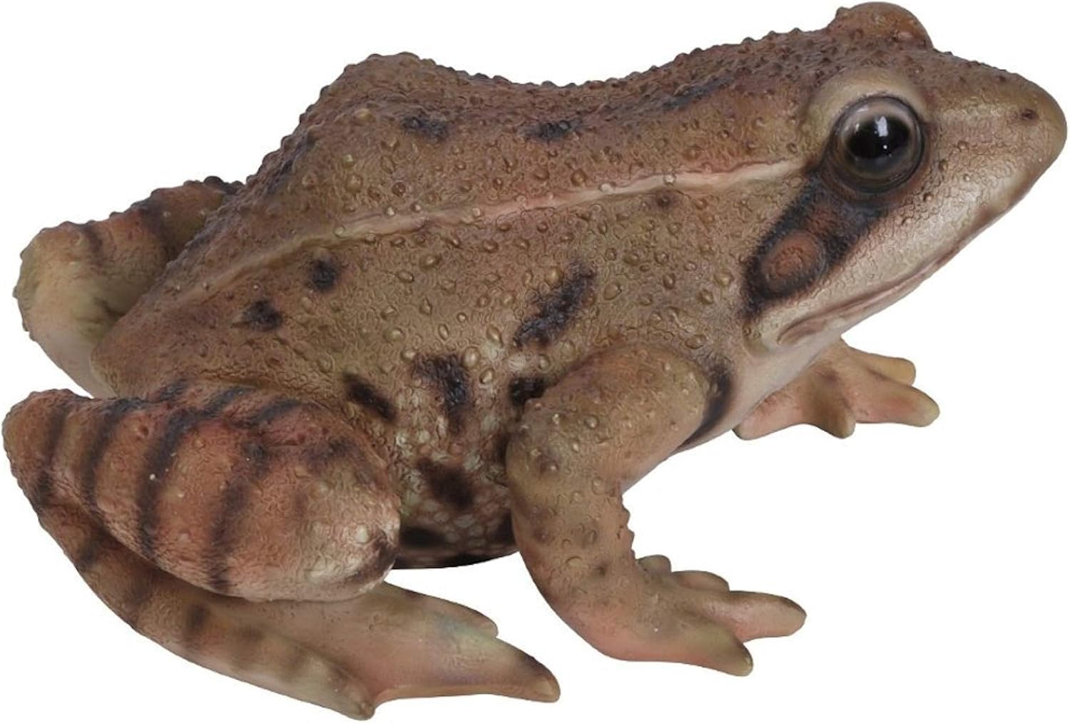 Vivid Arts Real Life Frog