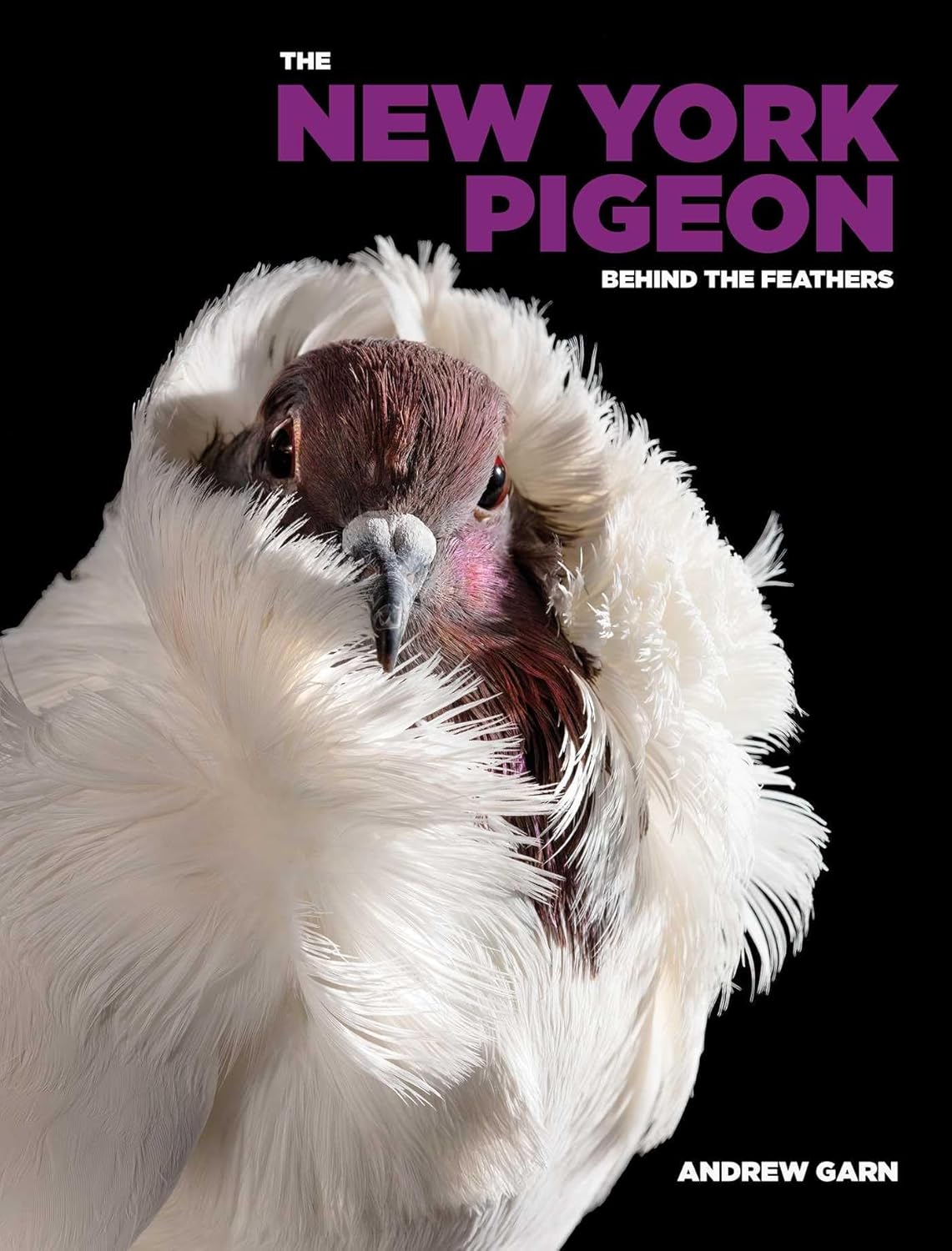 The New York Pigeon: Behind the Feathers