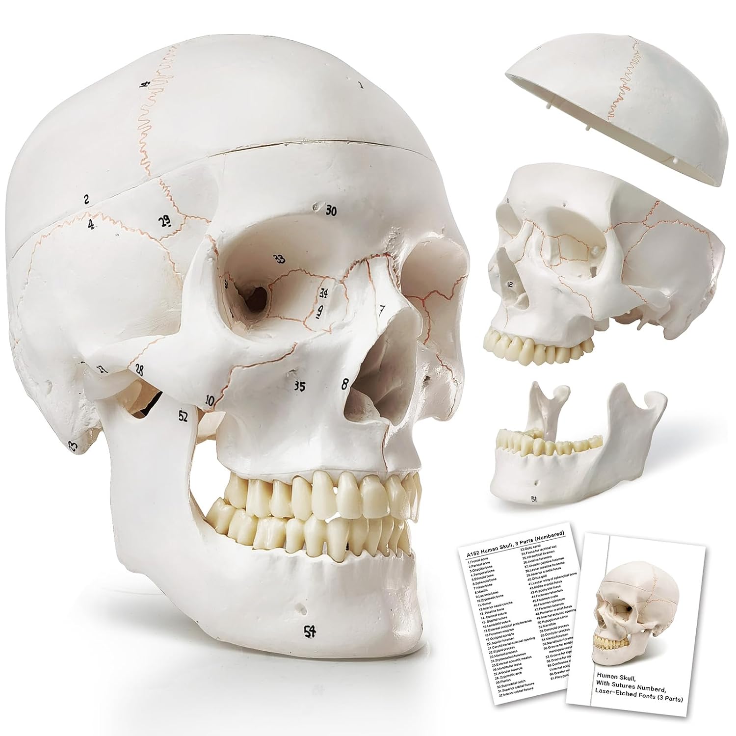 Human Skull Anatomical Model,with Painted Sutures 54 Pcs Labeled Numbered Skull Models for Medical Students,Human Brain Model for Kids Drawing Anatomy