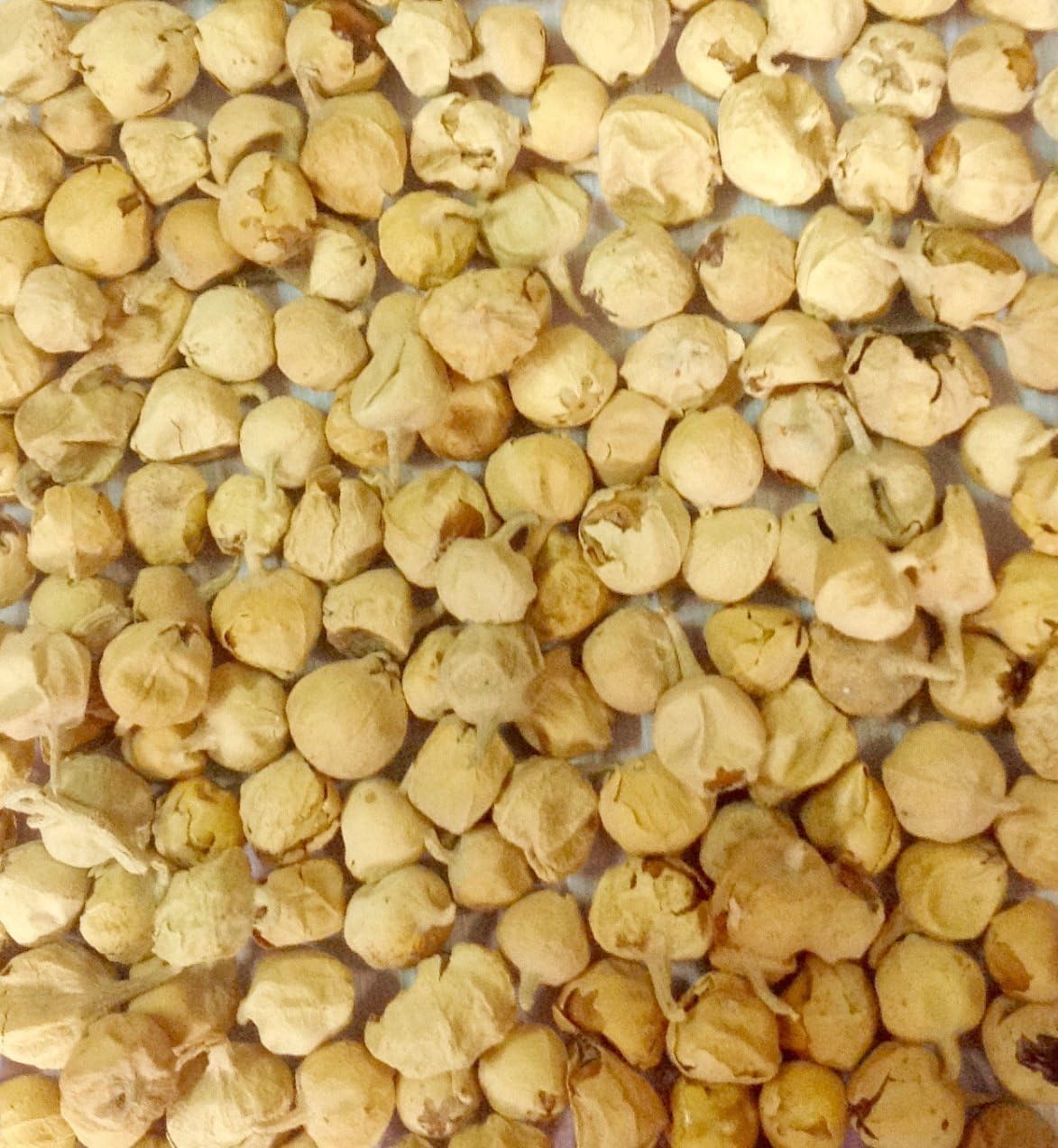 Orzanik Pure and Natural Indian Rennet - 200 Gm Paneer Doda | Paneer ka Phool | Withania Coagulans (200Gm / 7.05oz)