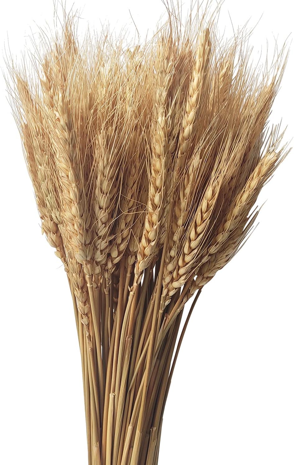 100 Stems Dried Wheat Stalks Natural Wheat Bundle for Home Decor, Crafts
