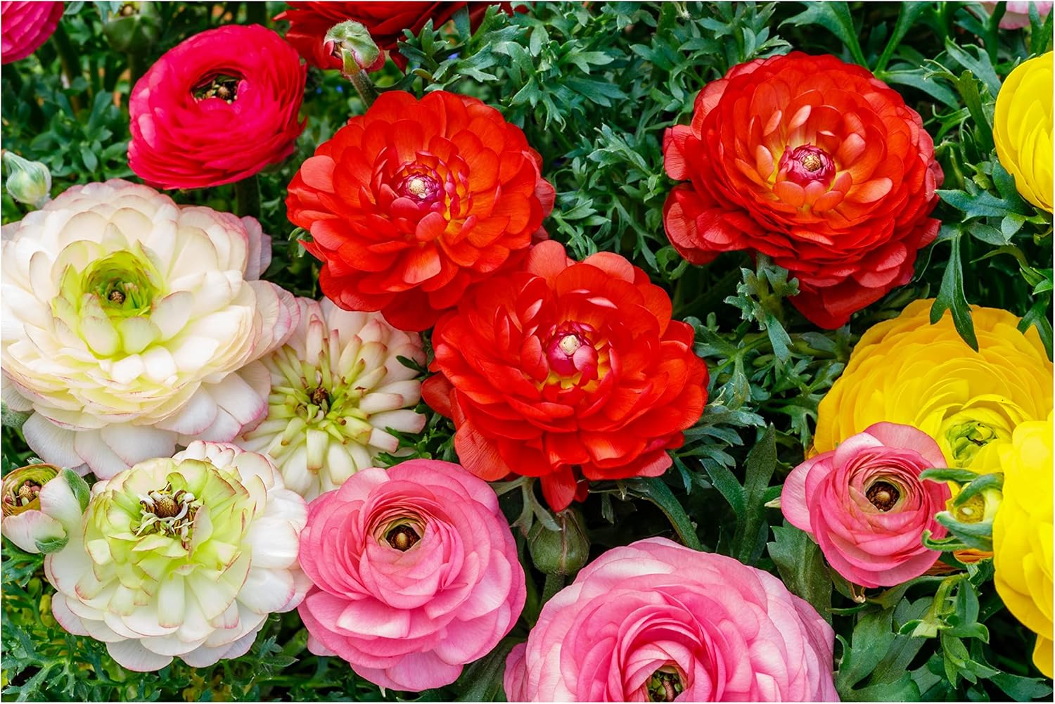 10 x Ranunculus Mix Summer Flowering Bulbs Persian Buttercup Aviv Colourful Peony Shaped Cut Flower Garden Perennial Corms to Plant Now Size 6/7