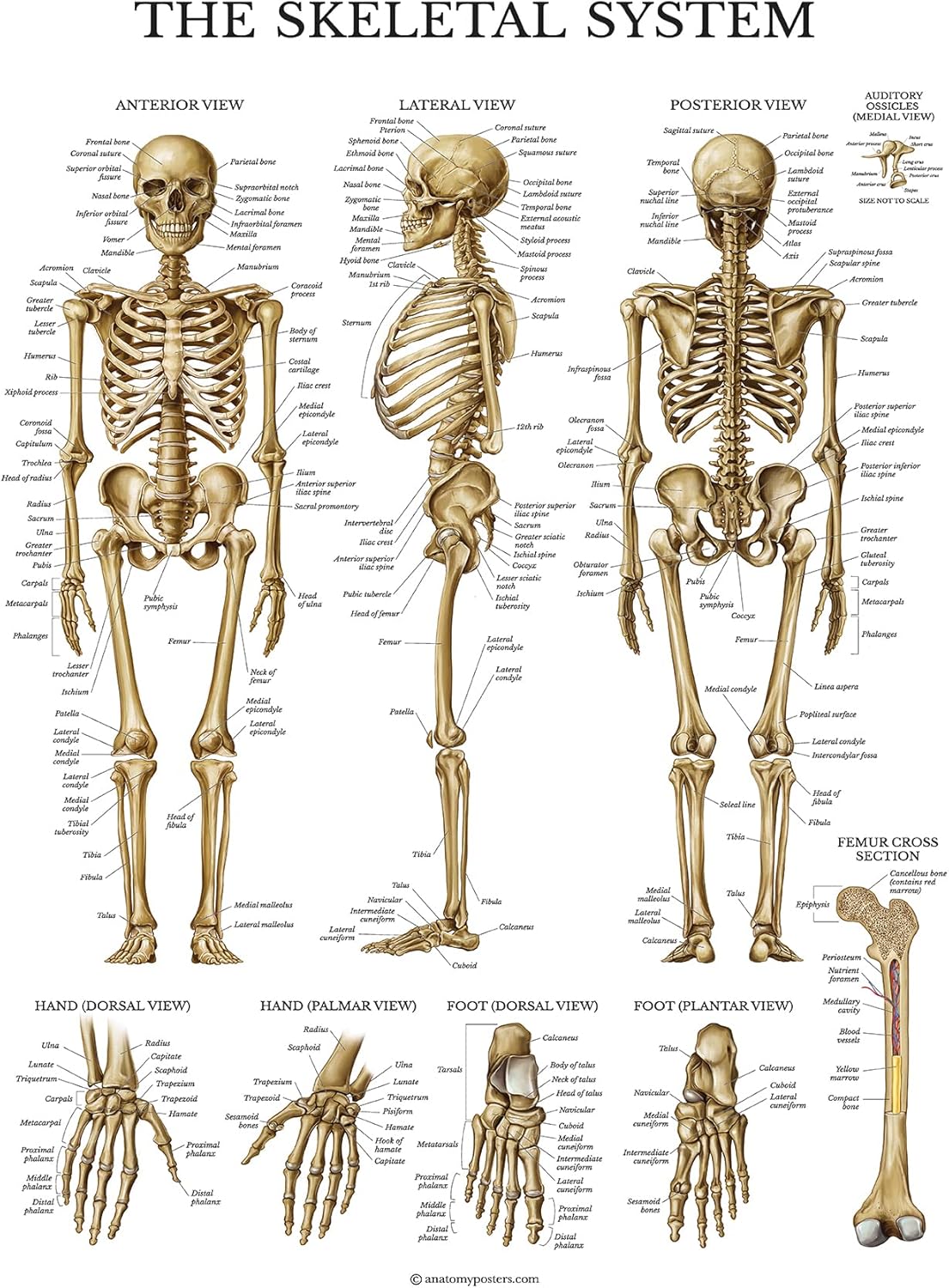 Palace Learning LAMINATED Skeletal System Poster - Human Skeleton Chart - 18 x 24 (Vertical Layout)