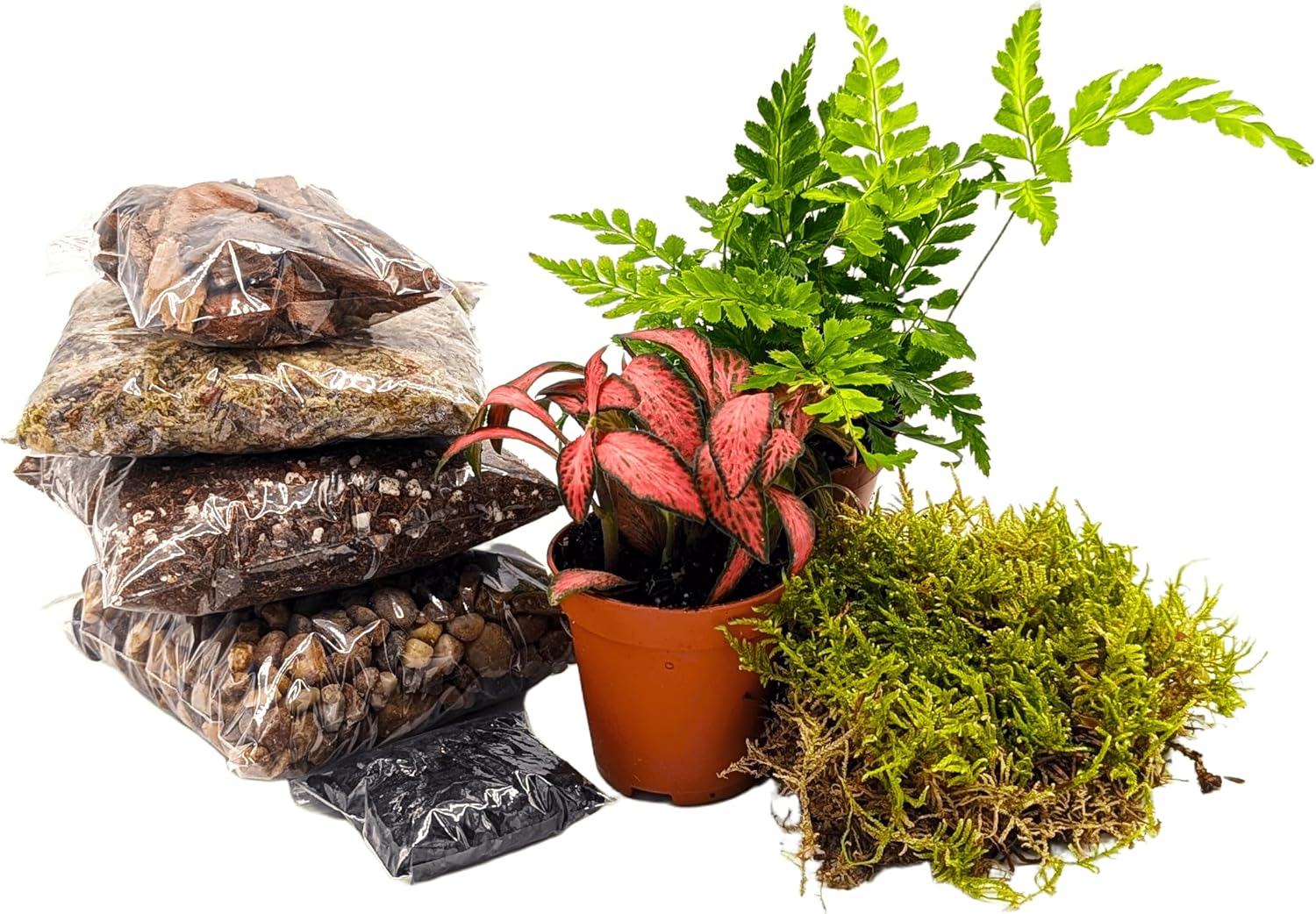 DIY Small Closed Terrarium Starter Kit • With 2 Humidity Loving Plants Included