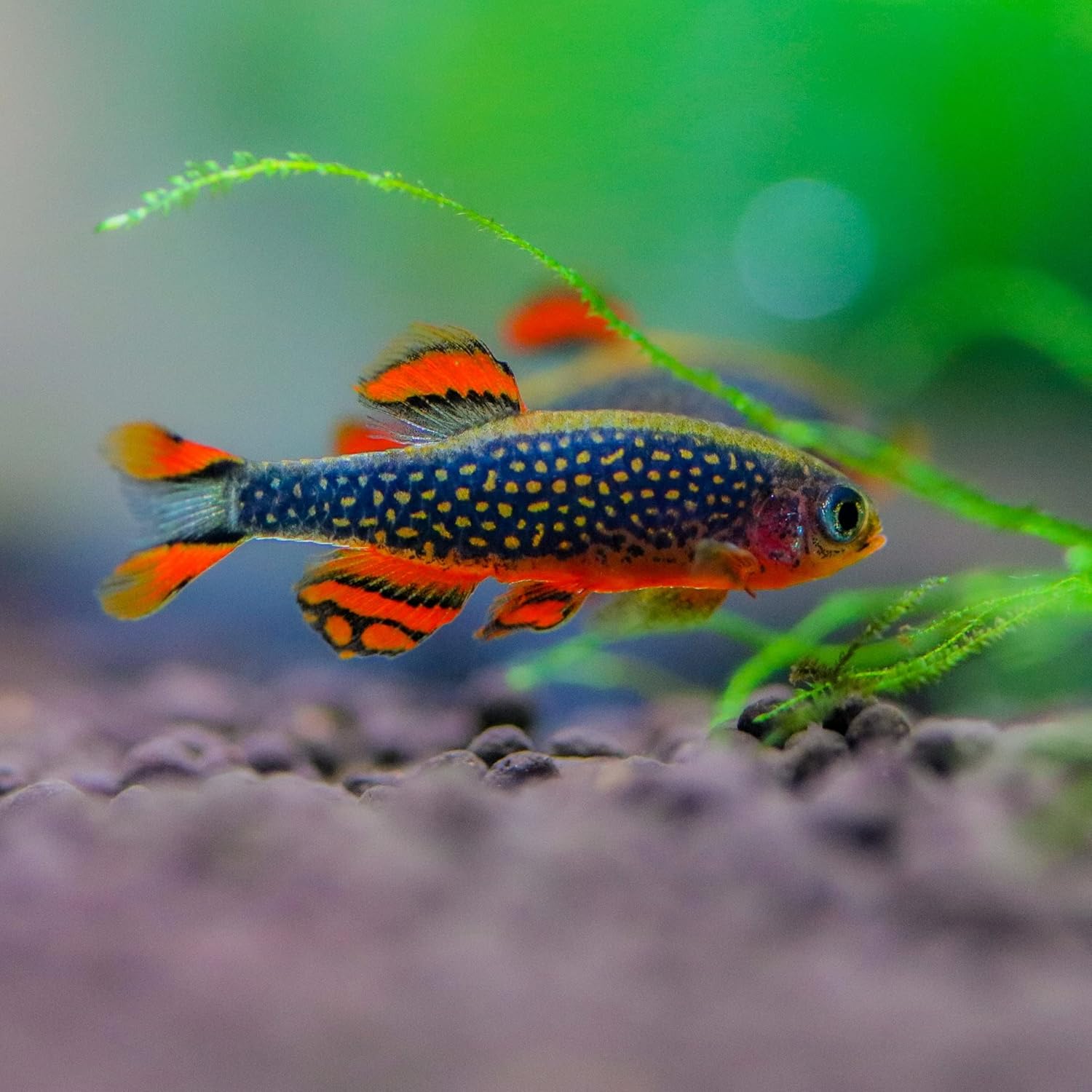 Neat&Tidy Galaxy Rasbora Celestial Pearl Danio Small (Pack of 8 Fish) - Live Fish for Aquarium Exotic Freshwater Live Fish, Live Aquarium Fish, Live Fish, Live Freshwater Fish Freshwater Fish