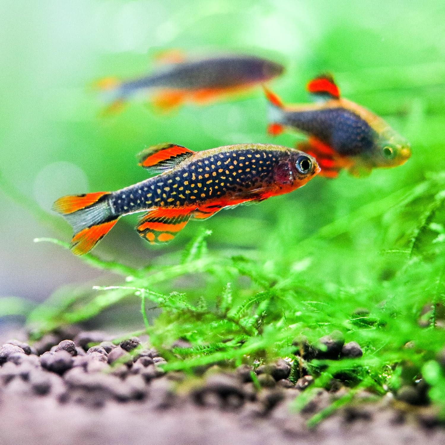 Neat&Tidy Galaxy Rasbora Celestial Pearl Danio Small (16 Fish Pack) - Live Fish for Aquarium Exotic Freshwater Live Fish