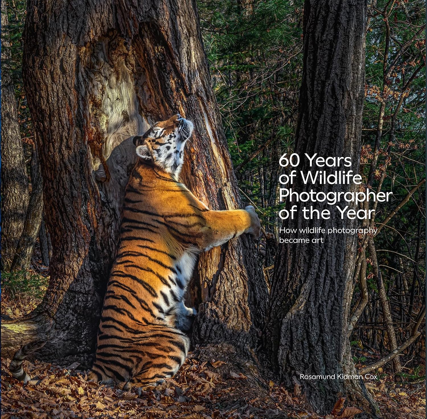 60 Years of Wildlife Photographer of the Year: How Wildlife Photography Became Art