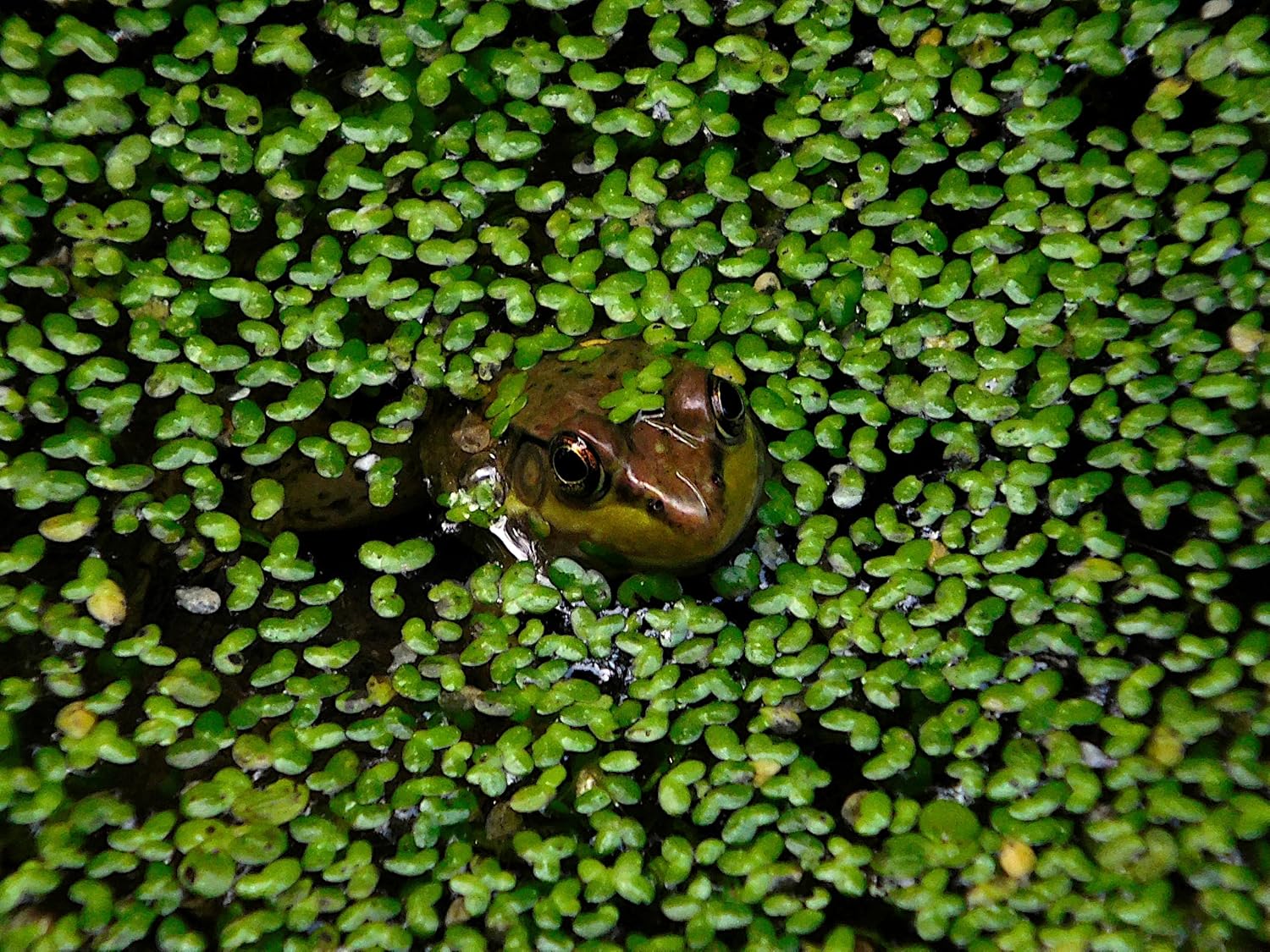 DuckWeed - 1 Large TableSpoon (70 Grams) - tortoise food