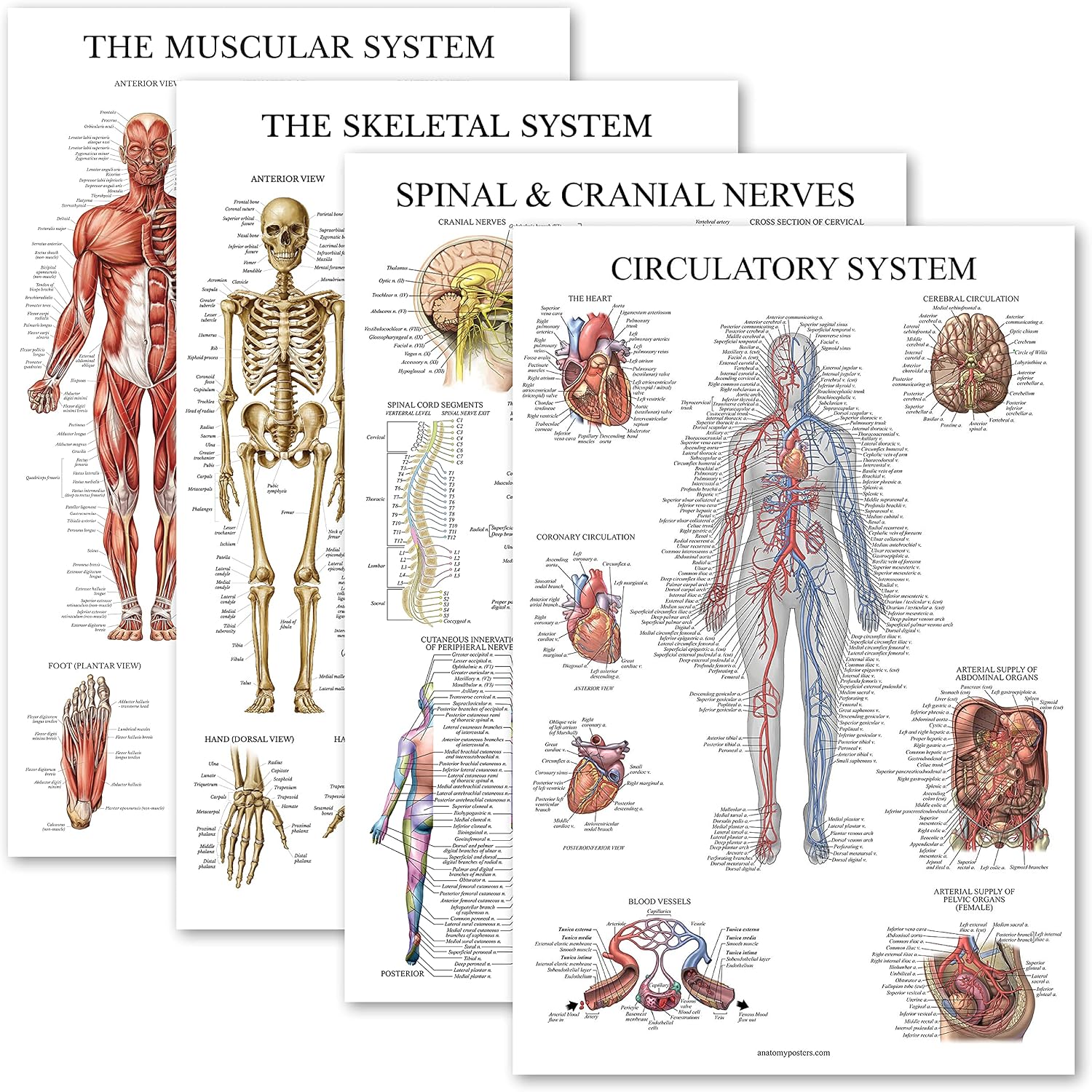 Palace Learning 4 Pack - Anatomical Poster Set - Laminated - Muscular, Skeletal, Spinal Nerves, Circulatory System - Anatomy Chart Set (LAMINATED, 18'' x 24'')