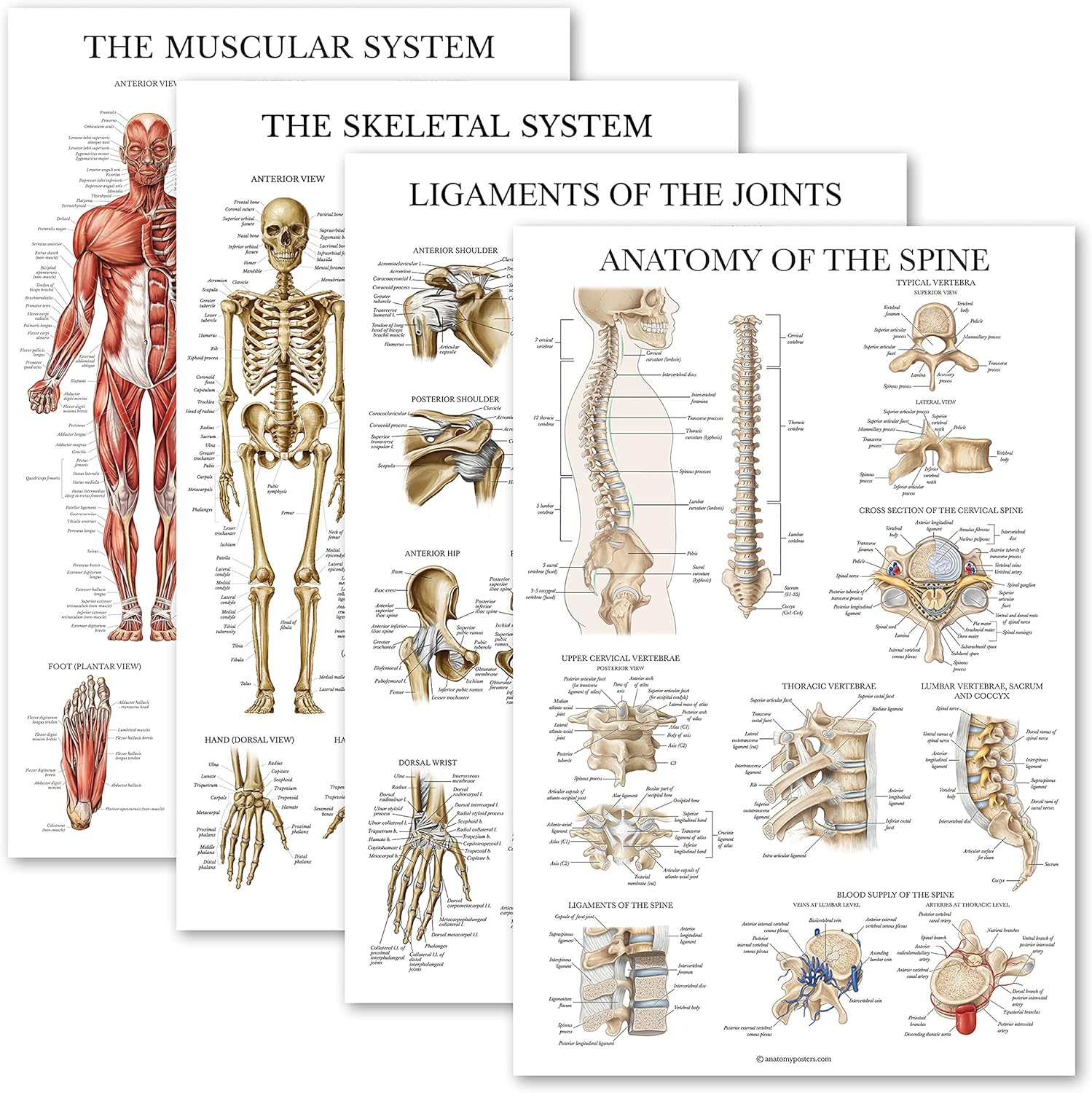 Palace Learning 4 Pack - Anatomical Poster Set - Laminated - Muscular, Skeletal, Ligaments of the Joints, Anatomy of the Spine - Anatomy Chart Set (LAMINATED, 18” x 24”)
